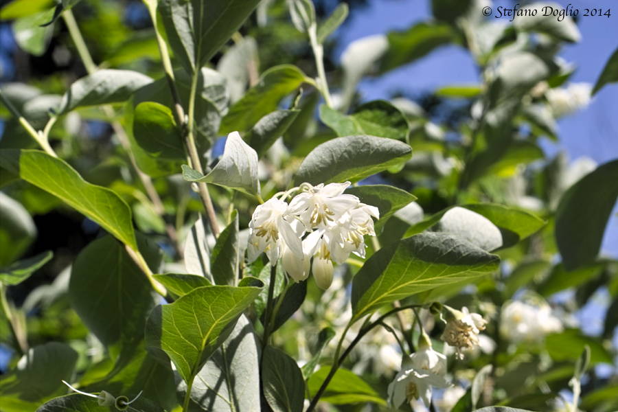 Styrax officinalis / Storace